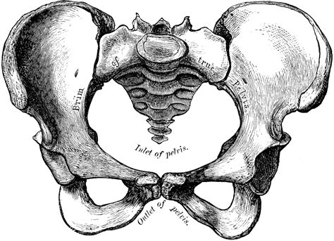 Description Of Pelvic Bone Anatomy