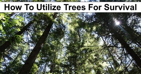 How To Utilize Trees For Survival The Ultimate Guide To Surviving Off