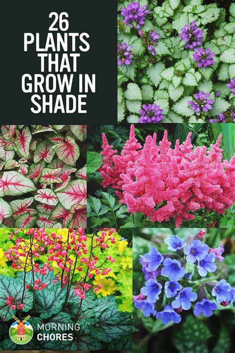 The area is on the north side of the house and gets some morning sun but western afternoon sun is blocked by a fence. 25 Gorgeous Plants That Grow in Shaded Area in Your Garden