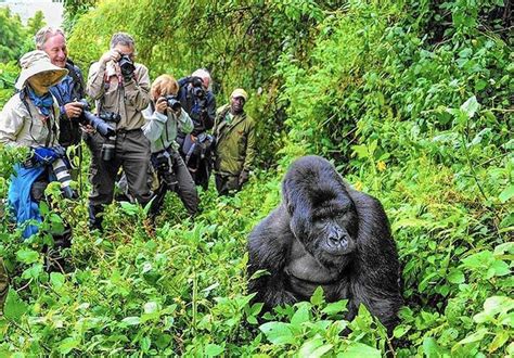 Best Time For Gorilla Trekking In Uganda And Rwanda Gorilla Tours