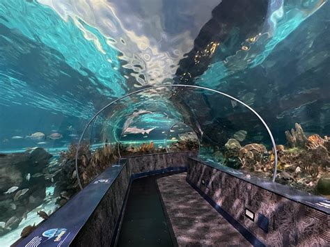 Ripleys Aquarium Of The Smokies Gatlinburg Tennessee Top Brunch Spots