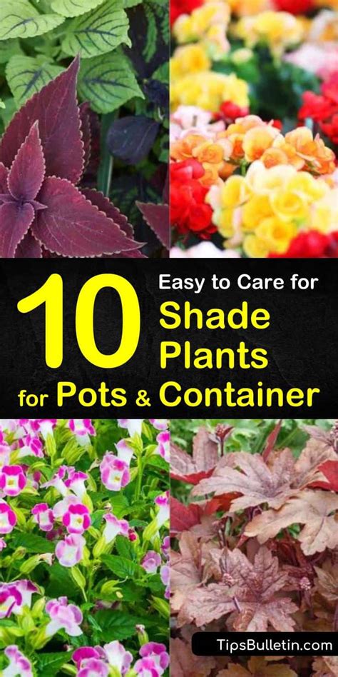 10 Easy To Care For Shade Plants For Pots Container