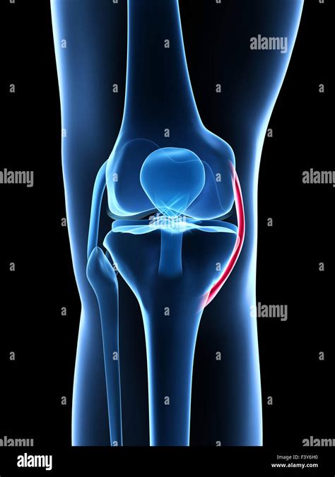3d Rendered Illustration Knee Anatomy Stock Photo Alamy