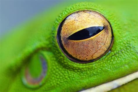 contoh gambar frog eye
