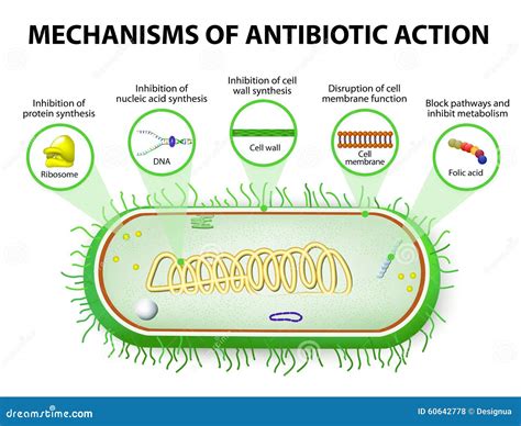 Mechanisms Of Action Of Antimicrobials Stock Vector Illustration Of