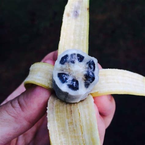 Thread By Fishguykai Ever Seen A Banana With Seeds In One Of My