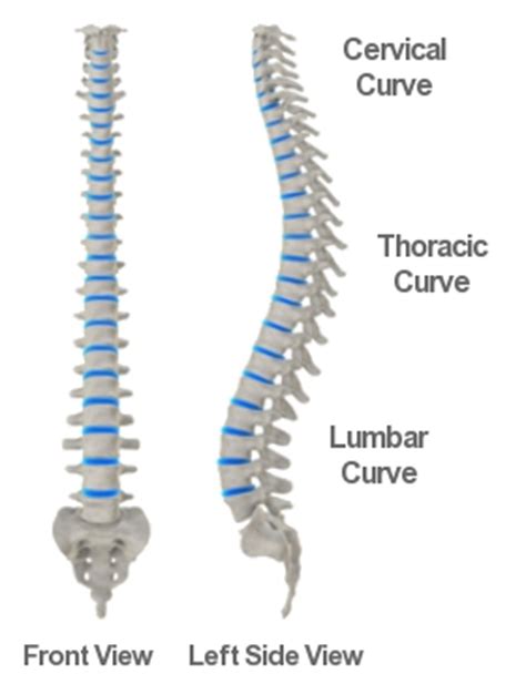 Backbone resnet101 backbone_strides [4, 8, 16, 32 13 image_min_dim 800 image_min_scale 0 image_resize_mode square image_shape 1024 1024 3. Back Pain : 11 Home Remedies To Heal Your Back Pain Naturally