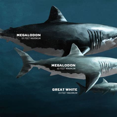 Megalodon Sharkopedia Kids Stem Pinterest