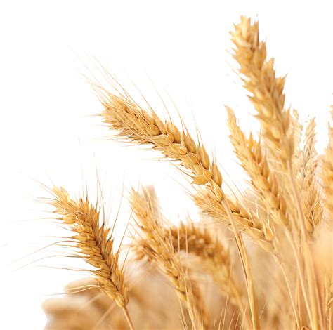 Harvest Wheat Crop Free Png Hq Clipart Transparent Background Wheat