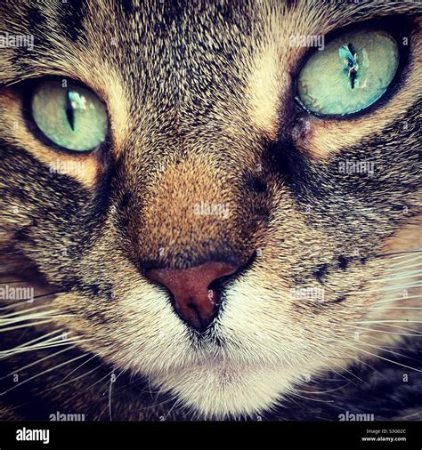 Tabby Cat Closeup Stock Photo Alamy