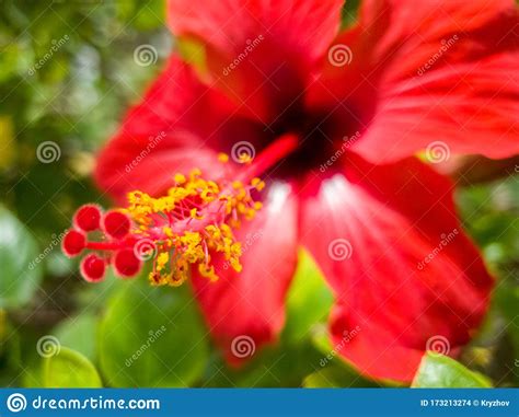 Macro Image Of Yellow Pollen On Stamens And Pestils Of Red Hibiscus