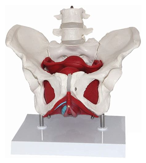 Buy Human Organ Model Anatomy Model Of Female Pelvis Anatomical Model