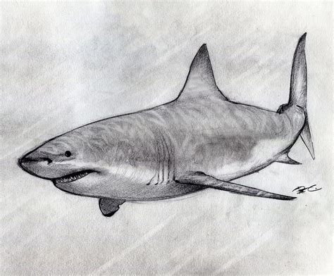1) draw a rectangle that will define the conditional proportions and boundaries of the chosen drawing. Great White Shark sketch | Rob Alicea | Flickr