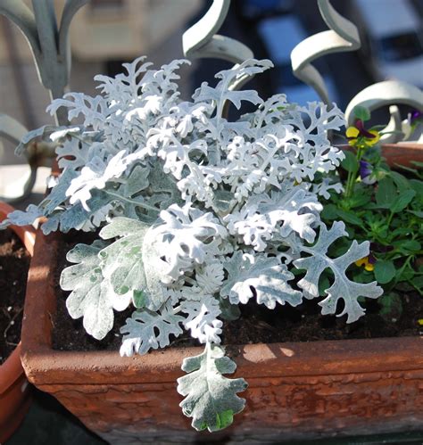 La vendita online di piante e fiori non ha stagionalità, le spedizioni avvengono tutto l'anno senza problemi e con una consegna garantita in due giorni lavorativi. Fiori Piante e Giardini del Mondo: CINERARIA MARITTIMA ...