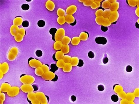 Enterococcus Faecium Priorité 2 Pour Loms Antibiorésistance Les