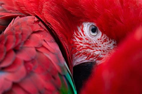 Eye Of Parrot By Shan W Posted This Picture To National Geographics