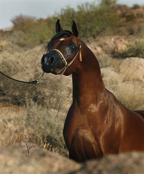 Marajj The Arabian Breeders World Cup Arabian Horse Show In Las