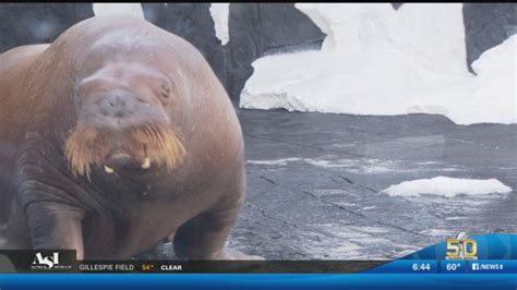 Seaworld Trainers Reunited With Young Walrus Cbs News 8 San Diego