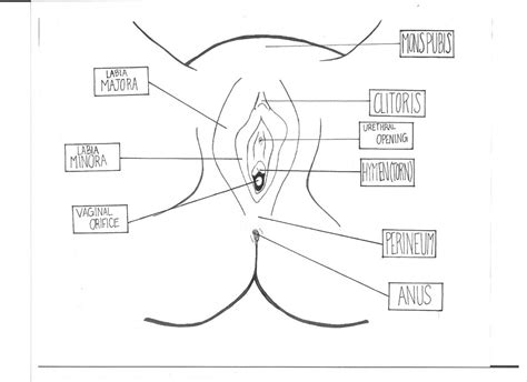 Female Sex Diagram Teen Porn Tubes