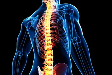 Bone comprises the structure of the skeletal system and provides lever arms for locomotion. Spine Anatomy, Conditions & Treatments | Spine ...