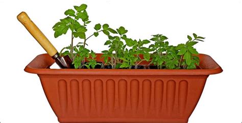9 tips for growing vegetables in window boxes. Gardening Made Easy: Grow Your Own Food in a Window Box