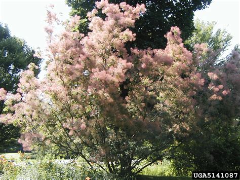 European Smoketree Cotinus Coggygria Sapindales Anacardiaceae 5141087