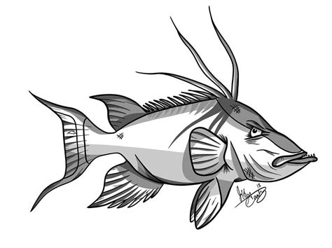 New users enjoy 60% off. Northern Pike Drawing at GetDrawings | Free download