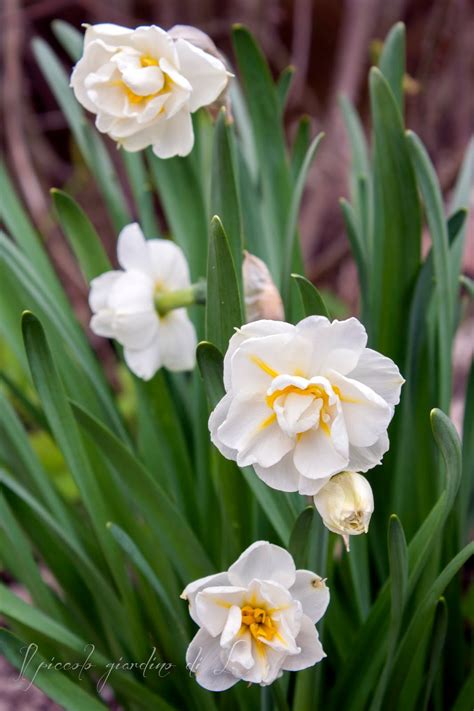 Primavera fiori dipinti da vita a una linea sciolto e tecnica wash. Il piccolo giardino di L.: Una fioritura pasquale: mini ...