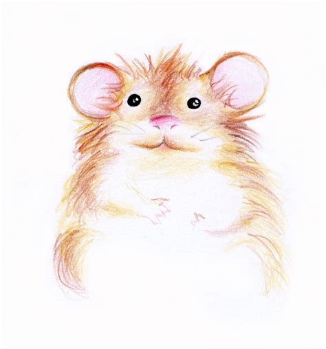 My Hamster Pepper Illustration By Deniz Öcal Illustration Art