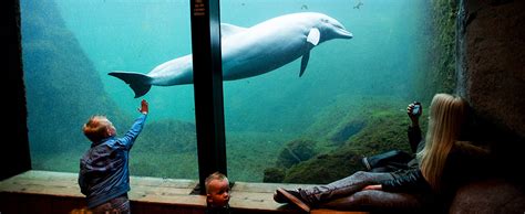 dolfinarium harderwijk neemt afscheid van dolfijnen de ondernemer