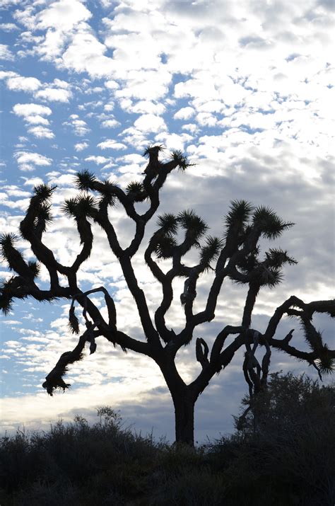 Where is joshua tree national park? Joshua Tree | MowryJournal.com