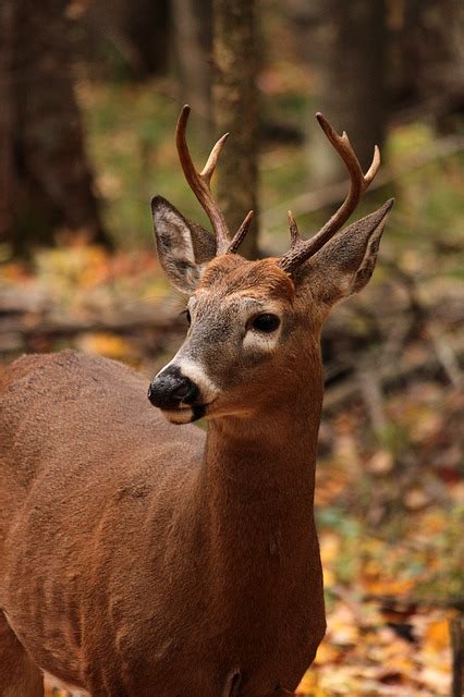 Do Female Deer Have Antlers Species That Do And Dont World Deer