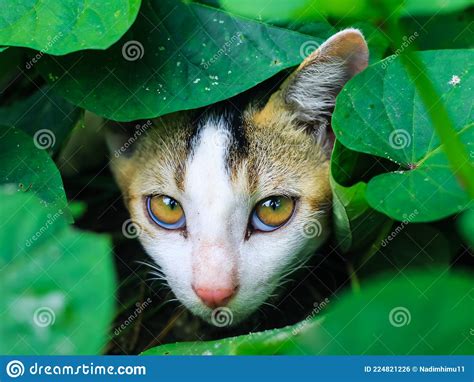 Cute Kitten Hiding Behind Green Leaves Beautiful Domestic Cat Hiding