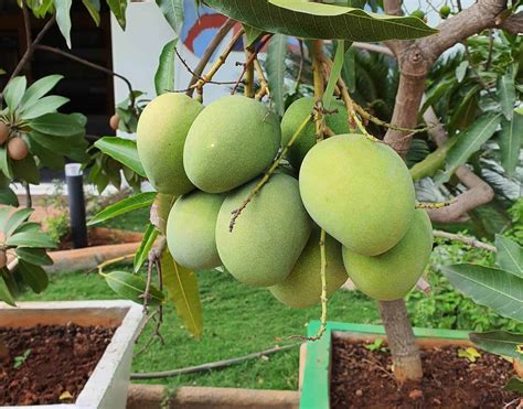How To Grow Mango From Seed Step By Step Hort Zone