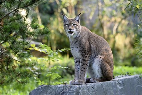 Lynx Animals Wallpapers Wallpapers Hd Desktop And Mobile Backgrounds