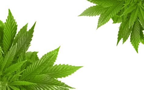 Browse millions of hd transparent png images for your projects. Cannabis PNG Image - PurePNG | Free transparent CC0 PNG ...