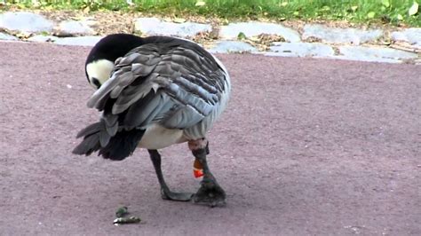 Monofilament fishing line, lures, hooks, metal leads and weights present huge dangers to birds and wildlife when they are not properly disposed of. Birds hate fishing line - YouTube