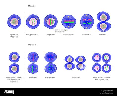 Meiosis División Celular Ilustración De Las Fases De La Meiosis Donde