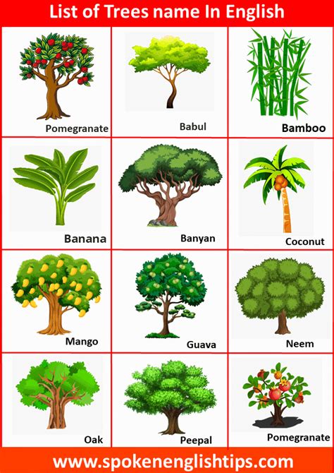 50 Different Types Trees Name In English With Pictures