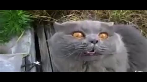 Cat Having Vietnam Flashbacks Youtube