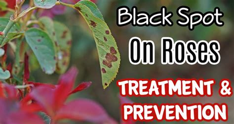Black Spot On Roses Treatment And Prevention
