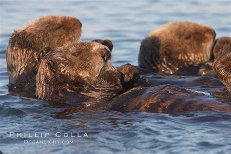 Sea Otter Enhydra Lutris Elkhorn Slough National Estuarine Research