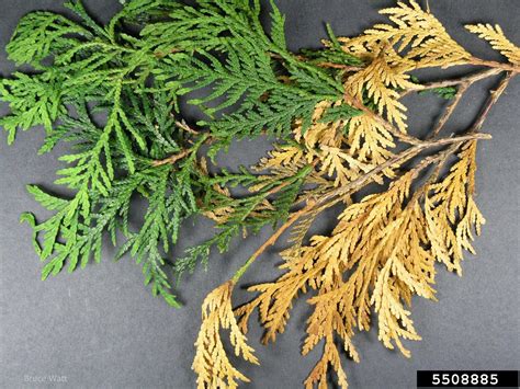 Most likely, everything will be fine. arborvitae needle blight (Phyllosticta thujae ) on ...