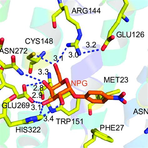 The Galactoside Binding Site In Lacy G46wg262w Molecule A The