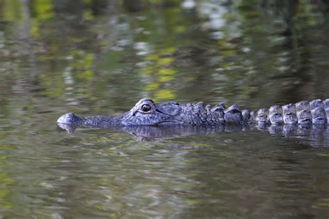 The Best Cajun Swamp Adventures In The Louisiana Bayou