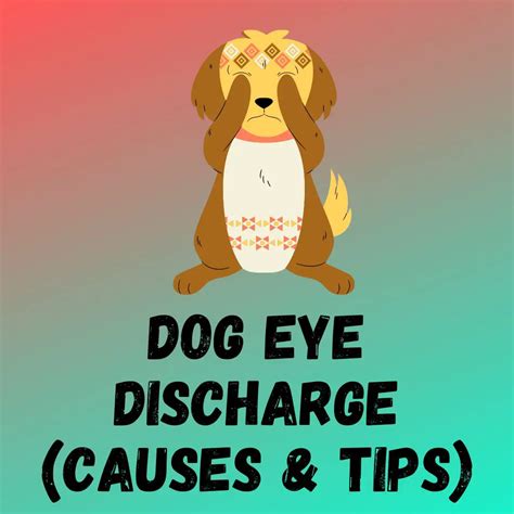 Dog Eye Discharge Causestreatments And Home Remedies