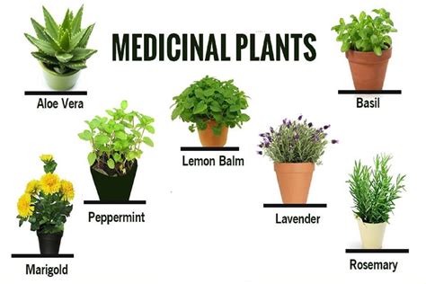 Medicinal Plants And Their Uses With Pictures And Scientific Names
