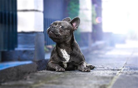 Aesthetic French Bulldog Wallpapers Wallpaper Cave