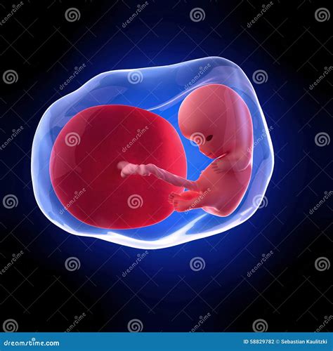 Foetus Humain Semaine 10 Illustration Stock Illustration Du Bleu