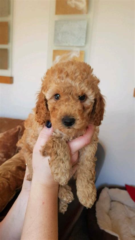 Toy Poodle Pedigree Apricot Pra Clear Pups In Yarm County Durham